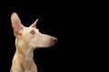 Attentive puppy hound dog looking side away. Isolated on black background. Obedience concept