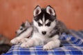 Attentive puppy husky black and white laying on checked plaid lo