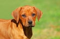 Rhodesian Ridgeback dog puppy Royalty Free Stock Photo