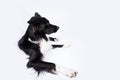 Attentive purebred border collie dog lying on the floor and looking up isolated over white background. Serious dog looking up on Royalty Free Stock Photo