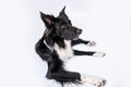 Attentive purebred border collie dog lying on the floor and looking up isolated over white background. Serious dog looking up on Royalty Free Stock Photo