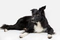 Attentive purebred border collie dog lying on the floor one ear bent, full length portrait looking to camera isolated over white Royalty Free Stock Photo