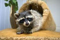 Attentive raccoon