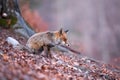 Attentive red fox focusing on the hunting in the autumnal and gloomy forest