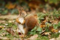 Attentive red squirrel with fluffy tail portrayed in the autumn atmosphere