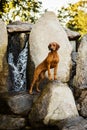 Rhodesian Ridgeback standing on rock at beautiful land Royalty Free Stock Photo