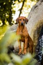 Rhodesian Ridgeback standing on rock at beautiful land Royalty Free Stock Photo