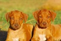 Attentive Ridgeback pups Royalty Free Stock Photo