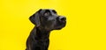 Attentive and serious black labrador looking sideways. Isolated on yellow background