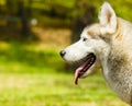 Attentive Siberian Husky on grass looking to the left side