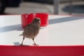 Attentive sparrow on a table