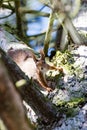 Attentive squirrel