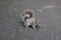 Attentive squirrel sitting on the ground