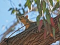 Squirrel lookout tree