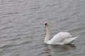 Attentive swan in calm water