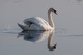 Attentive swan portrait reflected on the lake's surface