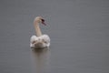Attentive swan on the water surface