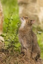 Attentive tabby cat / Felis catus outdoors