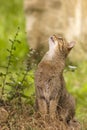 Attentive tabby cat / Felis catus outdoors