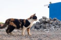 An attentive tabby cat on the sand and concrete street