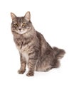 Attentive Tabby Cat Sitting And Looking Into The Camera Royalty Free Stock Photo