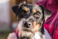 Attentive terrier - dog portrait