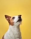 Attentive terrier, golden glow. In a studio, a Jack Russell Terrier looks up Royalty Free Stock Photo