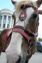 attentive thoughtful horse