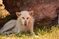 Attentive Wary White Wolf Resting in the Summer Royalty Free Stock Photo