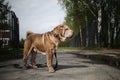 Shar Pei dog with leash standing on road