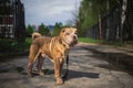 Shar Pei dog with leash standing on road