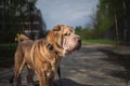 Shar Pei dog with leash standing on road