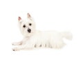 Attentive West Highland Terrier Dog Laying Royalty Free Stock Photo