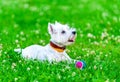 Attentive West highland white terrier with ball dog toy Royalty Free Stock Photo