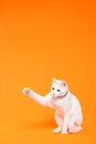 playful young white cat stretches its paw to reach something, orange background Royalty Free Stock Photo