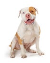 Attentive white pet Pit Bull dog calm sitting