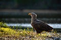 Attentive white-tailed eagle standing on a riverbank near water backlit