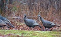 Attentive Wild Turkeys in Yard Royalty Free Stock Photo