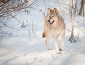 Attentive wolf Royalty Free Stock Photo