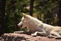 Attentive Wolf on a Large Red Rock Royalty Free Stock Photo