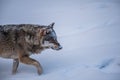 Attentive Wolf Royalty Free Stock Photo