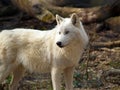 Attentive Wolf Royalty Free Stock Photo