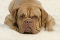 Attentive wrinkled dog looking at camera Royalty Free Stock Photo