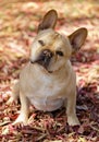 Attentive 5-Year-Old red tan male French Bulldog