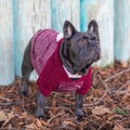 Attentive 2-Years-Old Blue Lilac Male Frenchie Dressed-Up