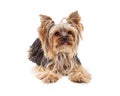 Attentive Yorkshire Terrier Dog Laying Looking Forward Royalty Free Stock Photo