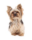 Attentive Yorkshire Terrier Dog Sitting Looking Forward