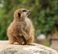 Attentive Young Meerkat Royalty Free Stock Photo