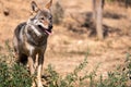 Attica zoological park. European Grey Wolf. Canis Lupus Royalty Free Stock Photo