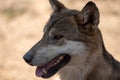 Attica zoological park. European Grey Wolf. Canis Lupus Royalty Free Stock Photo